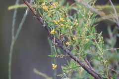Cassytha glabella casuarinae
