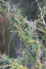 Cassytha glabella casuarinae