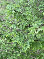 Phyllanthus macranthus macranthus