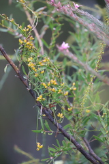 Cassytha glabella casuarinae
