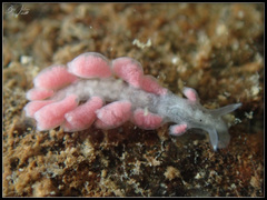 Embletonia
