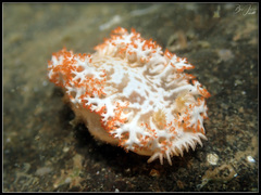Tritoniopsis elegans