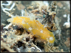 Plocamopherus pecoso