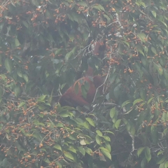 Alouatta macconnelli