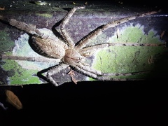 Heteropodinae