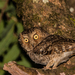 Mountain Scops-Owl - Photo (c) Soham Dixit, some rights reserved (CC BY-NC), uploaded by Soham Dixit