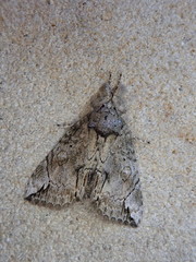 Plotheia exacta