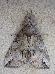 Plotheia exacta