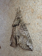 Plotheia exacta