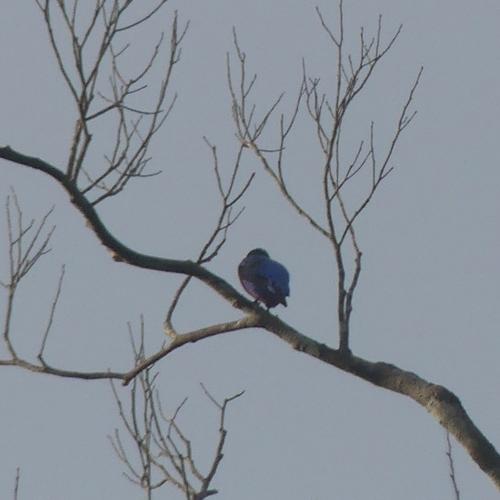 Purple-breasted Cotinga (Cotinga cotinga), photo 8