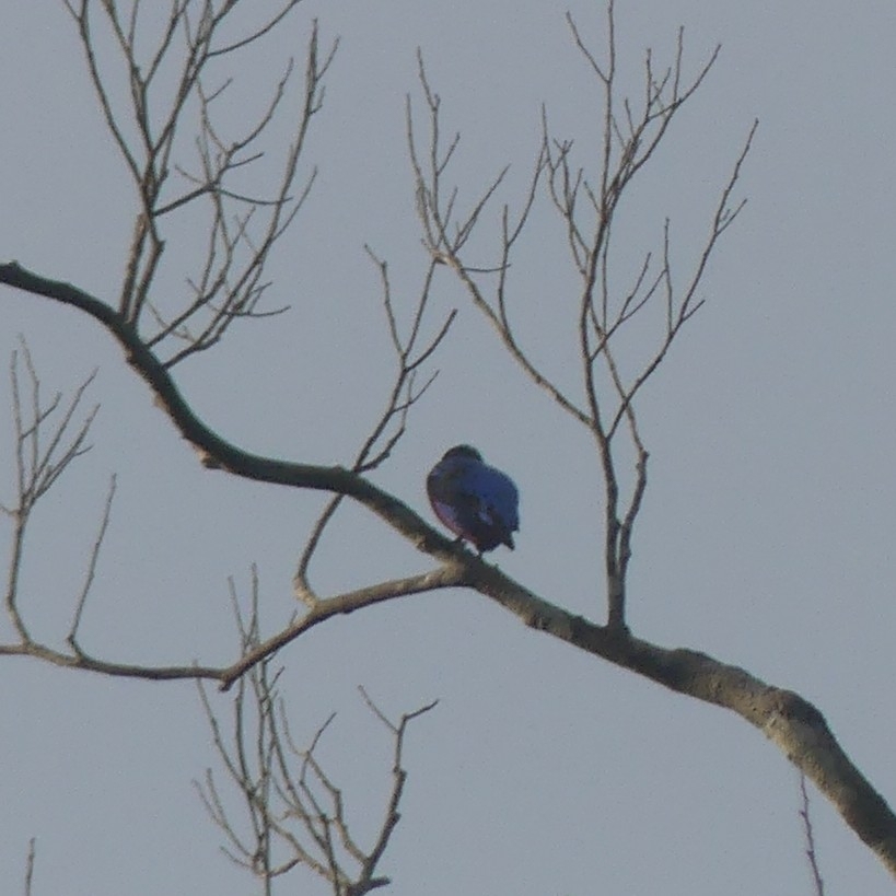 Purple-breasted Cotinga (Cotinga cotinga), photo 6