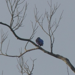 Cotinga cotinga