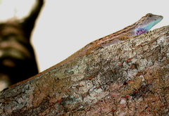 Anolis charlesmyersi