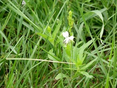 Oenothera suffulta