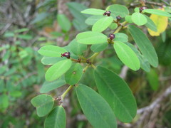 Euphorbia celastroides