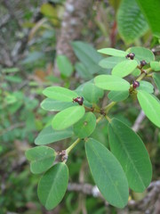 Euphorbia celastroides