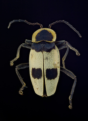 Chauliognathus tixieri