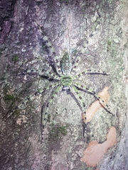 Heteropodinae