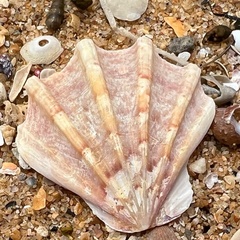 Notochlamys hexactes