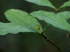 Eumachia guianensis