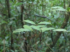 Eumachia guianensis