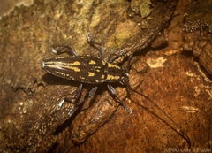 Trigonoptera gracilis