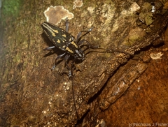 Trigonoptera gracilis