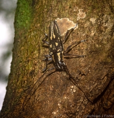 Trigonoptera gracilis