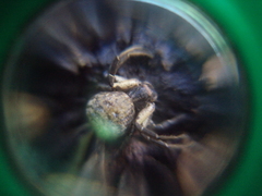 Misumenoides athleticus