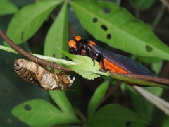 Huechys sanguinea