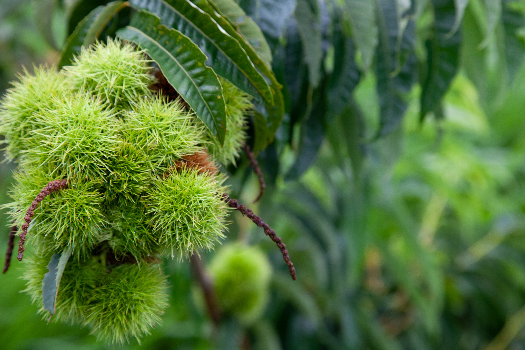 Castanea sativa