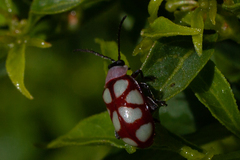 Omophoita magniguttis