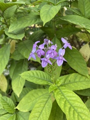 Pseuderanthemum graciliflorum