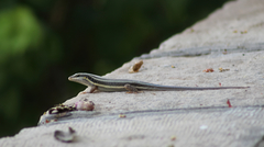 Trachylepis quinquetaeniata