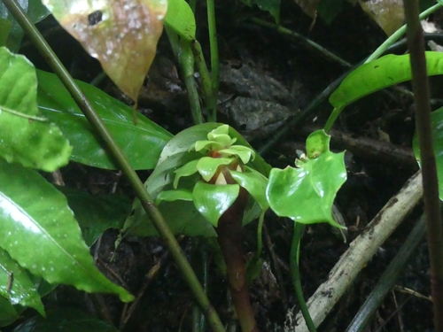 Costus claviger (Costus claviger)