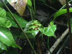 Costus claviger