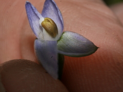 Thelymitra intermedia