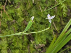 Thelymitra intermedia