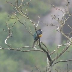Trogon violaceus