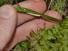 Thelymitra intermedia