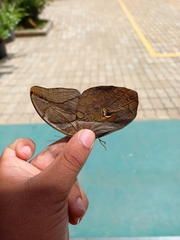 Eryphanis