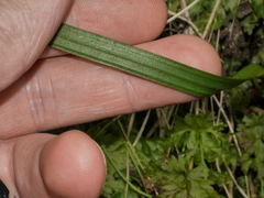 Thelymitra intermedia