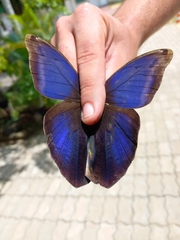 Eryphanis