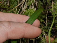 Thelymitra intermedia