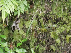 Thelymitra intermedia