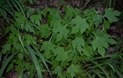 Tithonia diversifolia