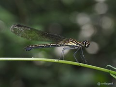 Heliocypha perforata