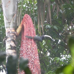 Pteroglossus aracari