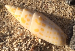 Mitra mitra