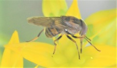 Copestylum chalybescens